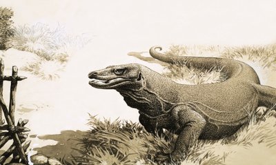 De Komodovaraan door English School