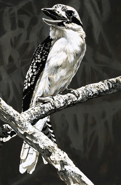 De Kookaburra door English School