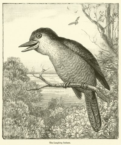 De lachende ezel (gravure) door English School