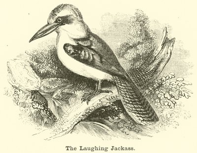 De lachende kookaburra door English School