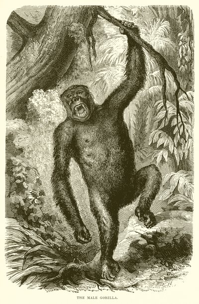 De mannelijke gorilla door English School