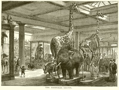 De Zoogdierenzaal door English School