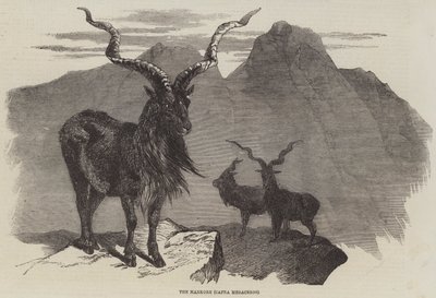 De Markore, Capra Megaceros (gravure) door English School