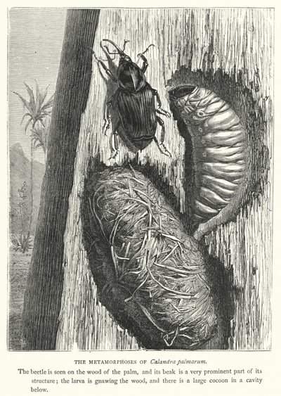 De metamorfoses van Calandra palmarum (gravure) door English School