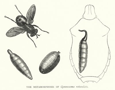 De metamorfoses van Gymnosoma rotundata (gravure) door English School