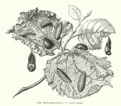 De metamorfoses van Lina populi (gravure) door English School