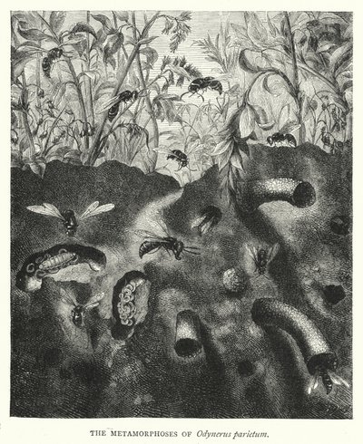 De metamorfoses van Odynerus parietum (gravure) door English School