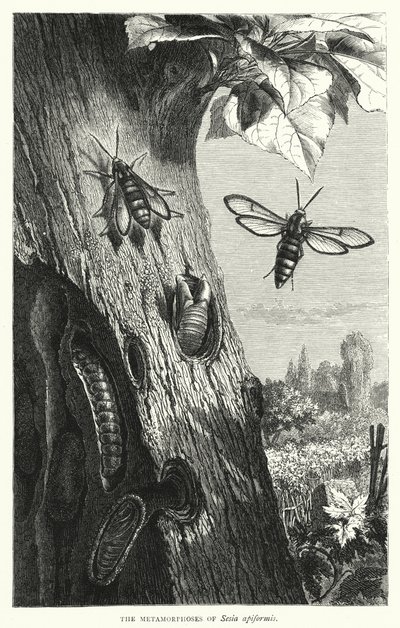 De metamorfoses van Sesia apiformis door English School
