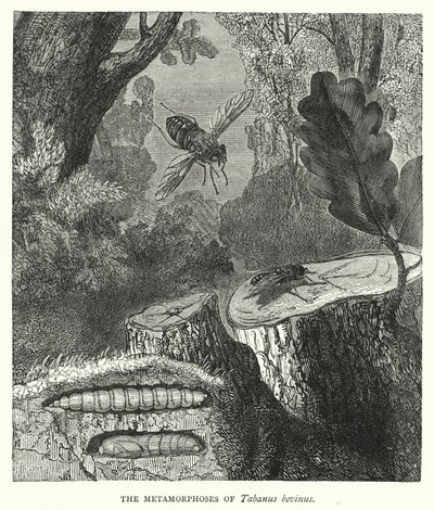 De metamorfoses van Tabanus bovinus (gravure) door English School