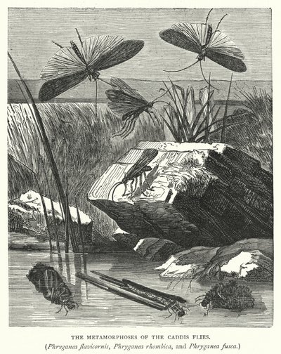 De metamorfoses van de kokerjuffers, Phryganea flavicornis, Phryganea rhombica en Phryganea fusca (gravure) door English School