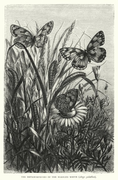 De metamorfosen van de marmerwitje, Arge galathea door English School