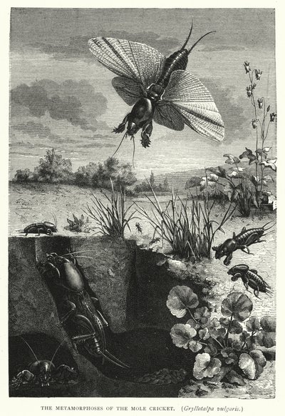 De metamorfoses van de molkrekel, Gryllotalpa vulgaris (gravure) door English School