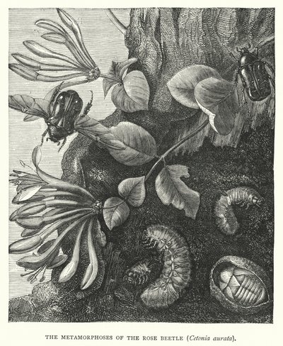 De metamorfoses van de rozenkever, Cetonia aurata (gravure) door English School