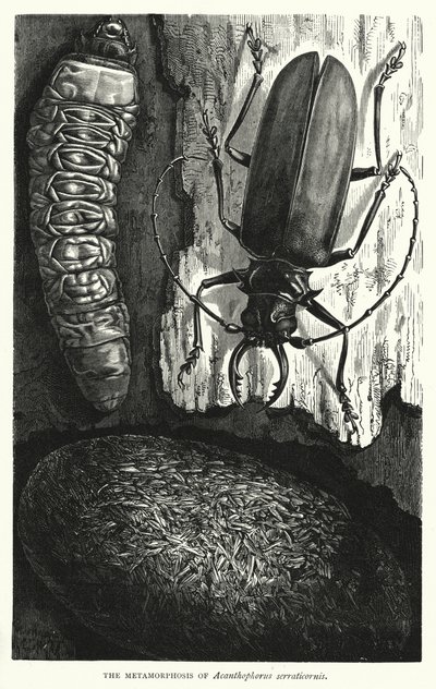 De metamorfose van Acanthophorus serraticornis door English School