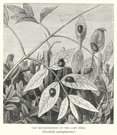De metamorfose van het lieveheersbeestje, Coccinella septempunctata (gravure) door English School