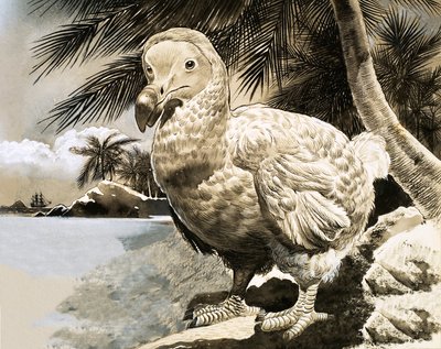 De mysterieuze vogel van Mauritius (De Dodo) door English School