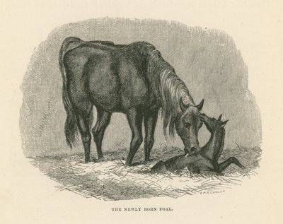 Het pasgeboren veulen (gravure) door English School