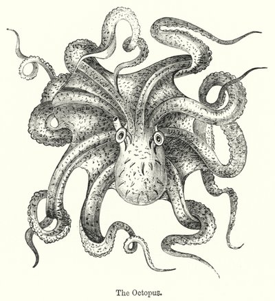 De octopus door English School