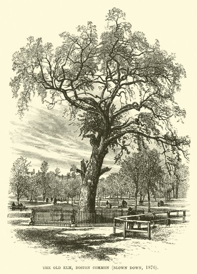 De Oude Iep, Boston Common, omgewaaid, 1876 door English School