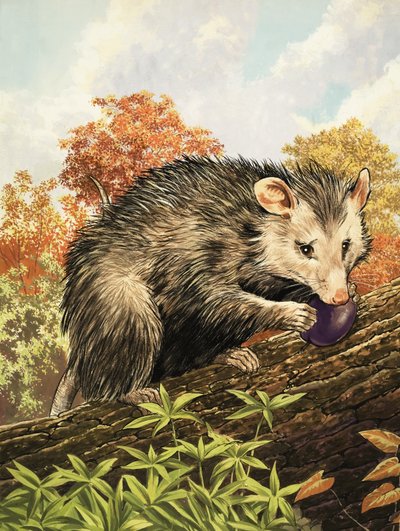 De Opossum door English School