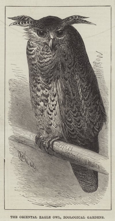 De oosterse oehoe, dierentuin (gravure) door English School