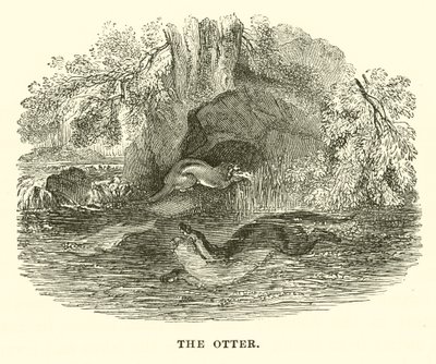 De otter door English School