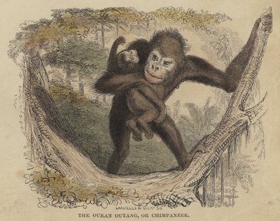 De Ouran Outang, of Chimpansee (gekleurde gravure) door English School