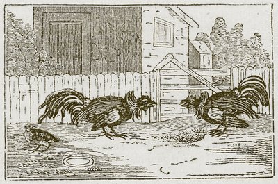 De patrijs en de hanen (gravure) door English School