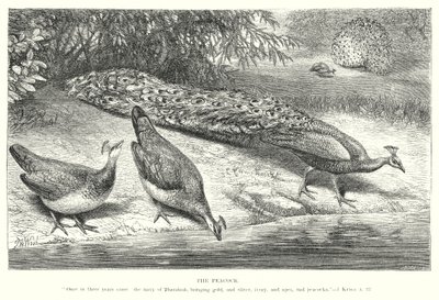 De pauw (gravure) door English School