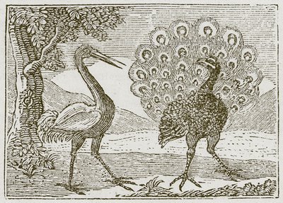 De pauw en de kraanvogel (gravure) door English School