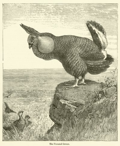 De Pinnated Grouse door English School