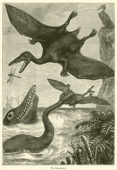 De Pterodactylus (gravure) door English School