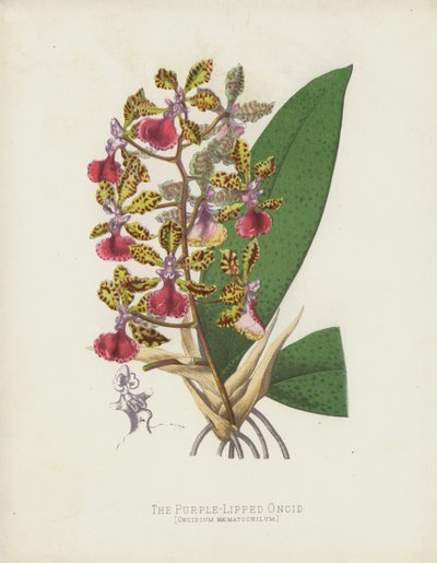 De Paarslip Oncid, Oncidium Haematochilum door English School