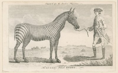 De vrouwelijke zebra van de koningin door English School