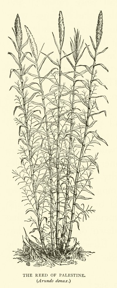 Het riet van Palestina, Arundo donax door English School