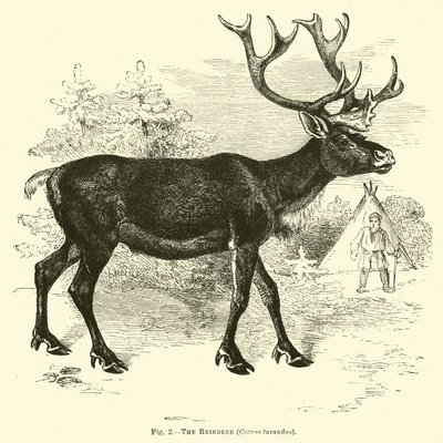 Het Rendier, Cervus tarandus door English School