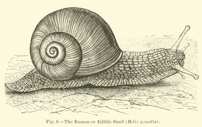 De Romeinse of eetbare slak (Helix pomatia) door English School