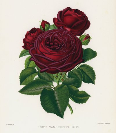 De Rozen Tuin: Louis Van Houtte, HP door English School