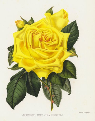 De Rozen Tuin: Marechal Niel, Thee Geurend door English School