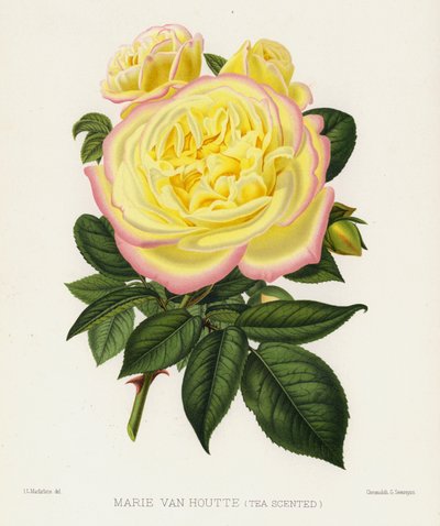 De Rozen Tuin: Marie Van Houtte, Thee Geurend door English School