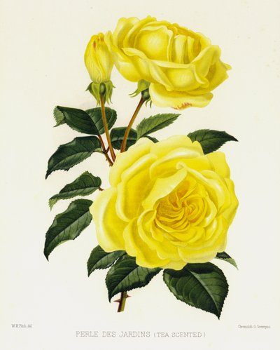 De rozentuin: Perle Des Jardins, theegeurend door English School