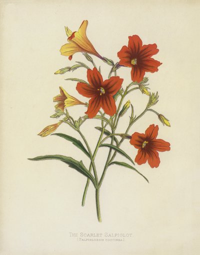 De Scharlaken Salpiglot, Salpiglossis Coccinea door English School