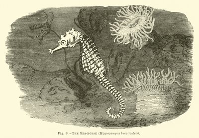 Het Zeepaardje, Hippocampus brevirostris door English School