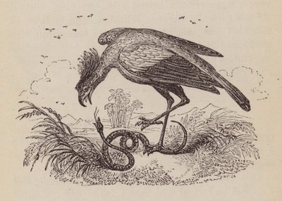 De secretarisvogel door English School