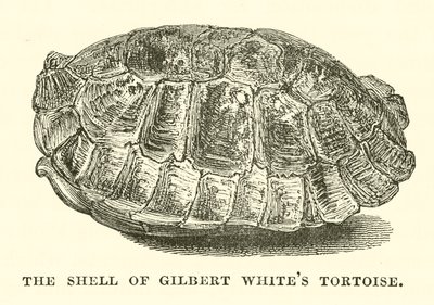 De schildpad van Gilbert White (gravure) door English School
