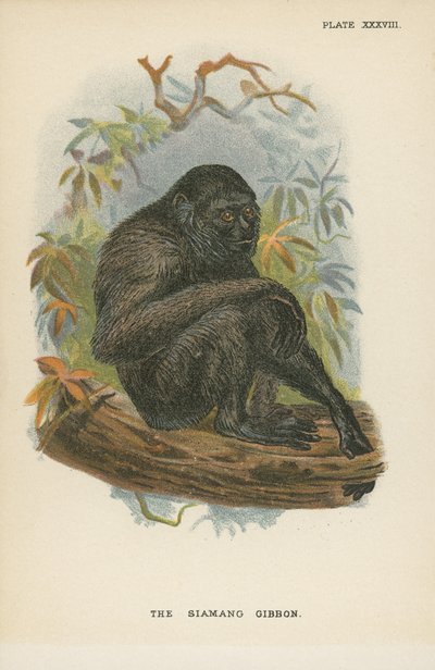 De Siamang Gibbon door English School