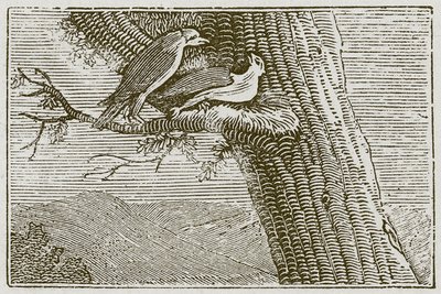 De zieke vlieger (gravure) door English School