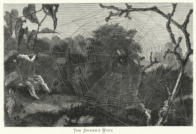 Het werk van de spin (gravure) door English School