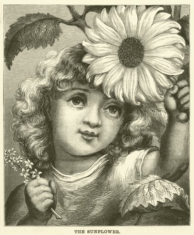 De zonnebloem (gravure) door English School