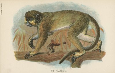 De Talapoin door English School